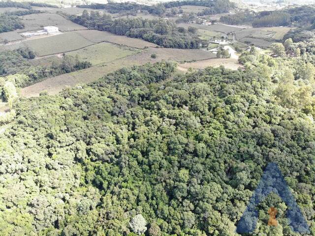 Chácara para Venda em Flores da Cunha - 5