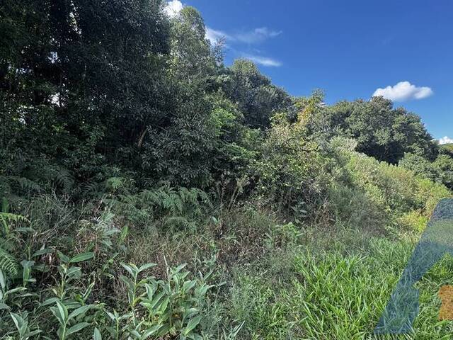 Chácara para Venda em Flores da Cunha - 4