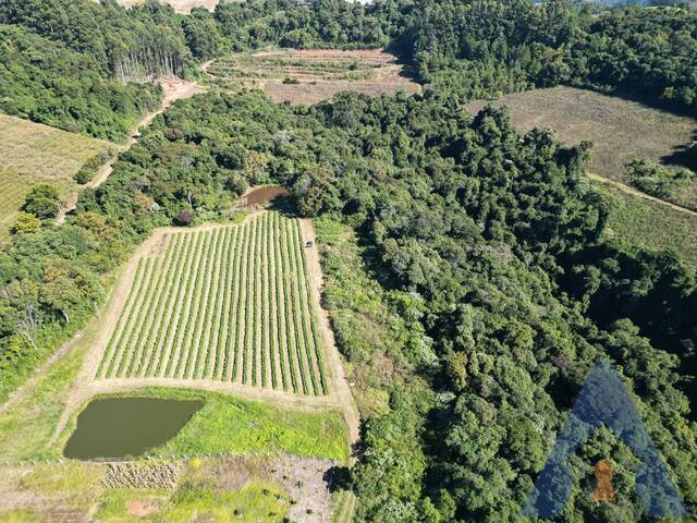 Chácara para Venda em Flores da Cunha - 5