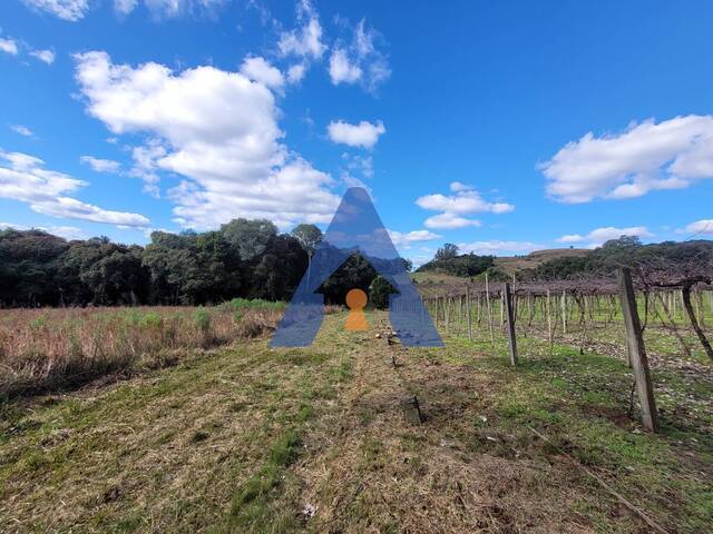 #314 - Chácara para Venda em Flores da Cunha - RS - 2