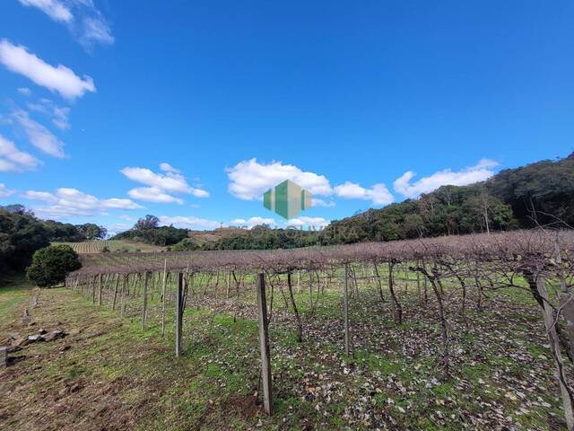 #314 - Chácara para Venda em Flores da Cunha - RS - 2