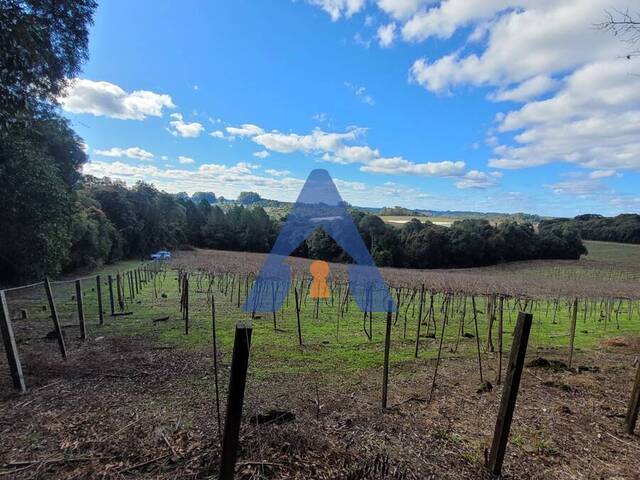 #314 - Chácara para Venda em Flores da Cunha - RS - 3