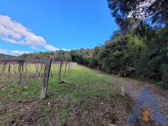 #314 - Chácara para Venda em Flores da Cunha - RS - 3