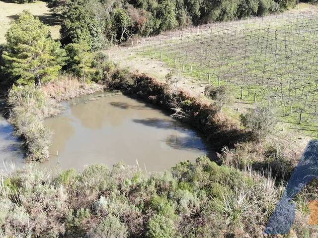 Chácara para Venda em Flores da Cunha - 5