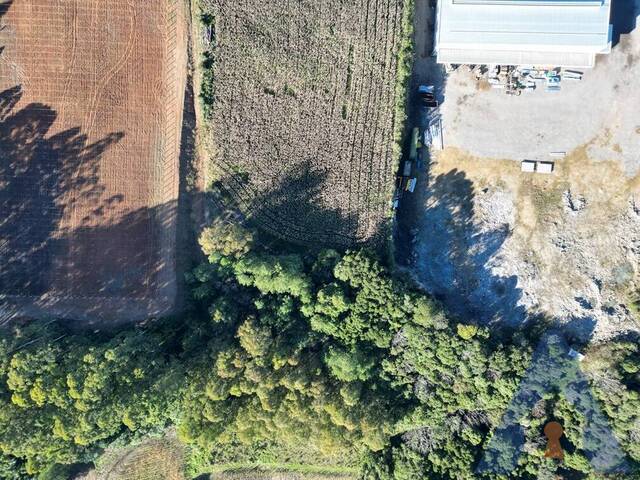 Chácara para Venda em Flores da Cunha - 4