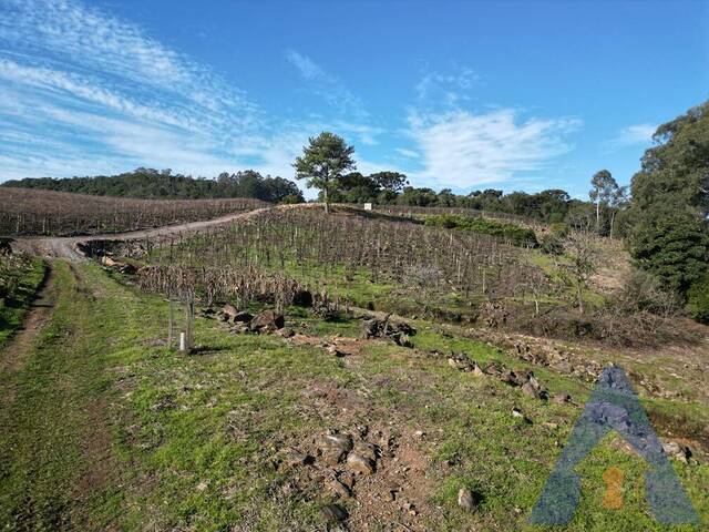 Chácara para Venda em Flores da Cunha - 4