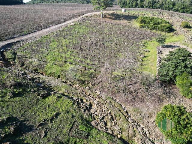 #330 - Chácara para Venda em Flores da Cunha - RS - 2
