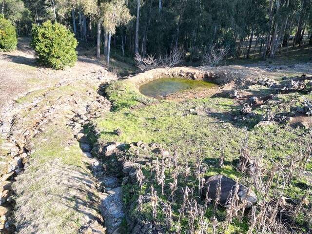 Chácara para Venda em Flores da Cunha - 5