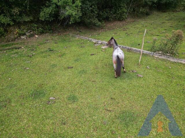 Chácara para Venda em Caxias do Sul - 5