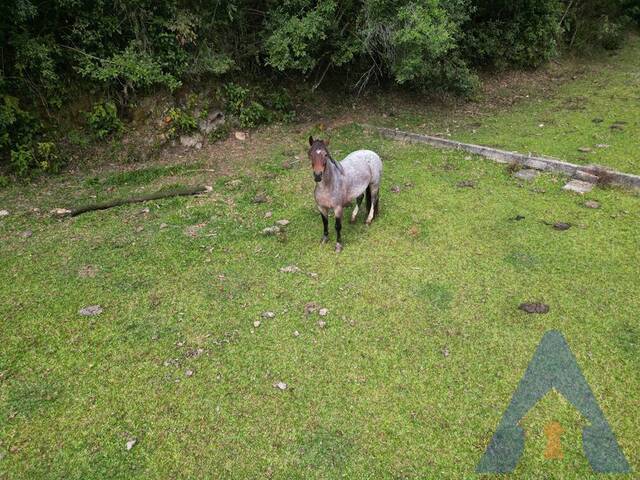 Chácara para Venda em Caxias do Sul - 4