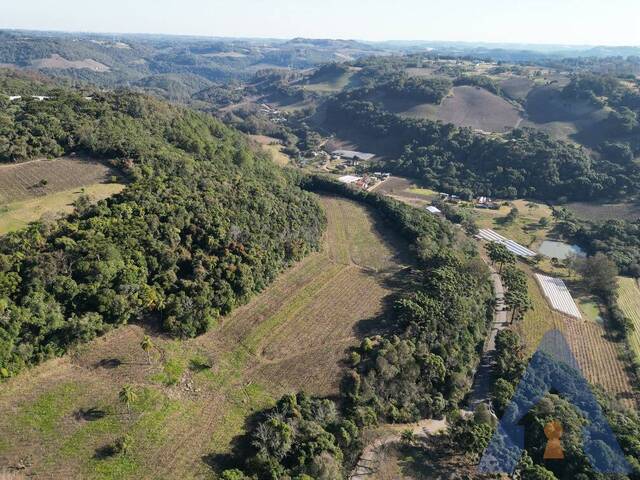 Chácara para Venda em Flores da Cunha - 4