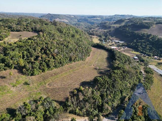 Chácara para Venda em Flores da Cunha - 5