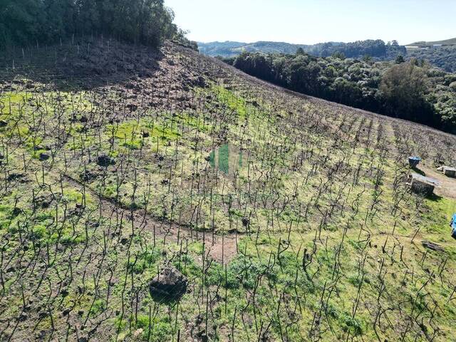 #341 - Chácara para Venda em Flores da Cunha - RS - 2