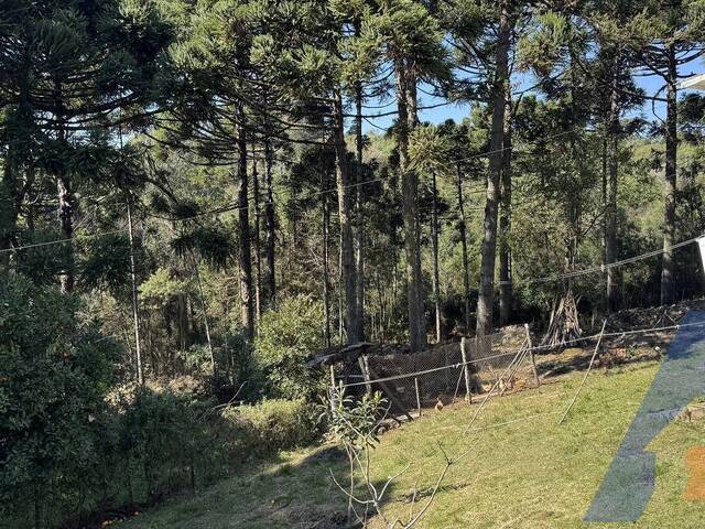 Chácara para Venda em Flores da Cunha - 5