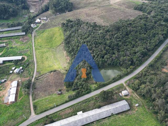 #339 - Chácara para Venda em Flores da Cunha - RS - 1