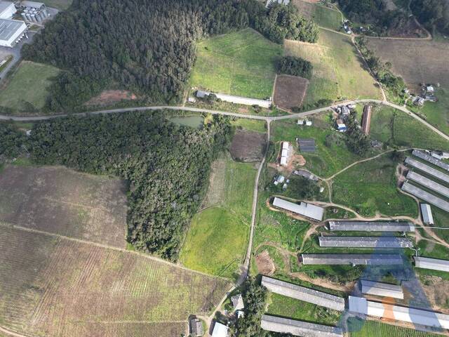 Chácara para Venda em Flores da Cunha - 4