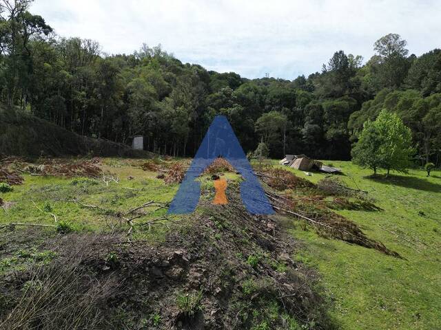 #348 - Chácara para Venda em Flores da Cunha - RS - 3