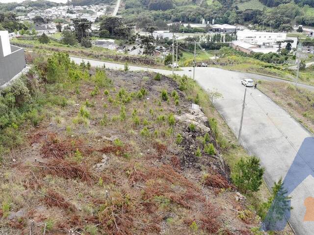 Terreno para Venda em Flores da Cunha - 5