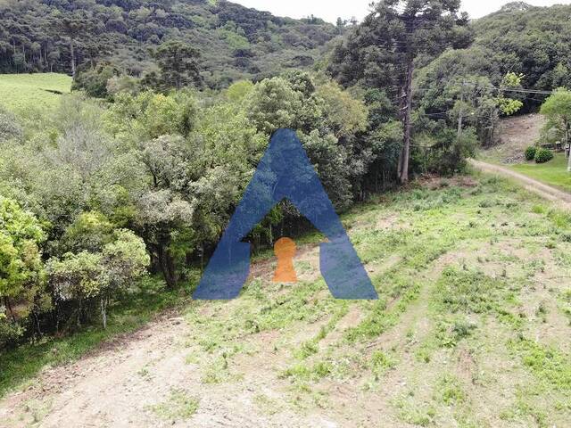 #332 - Chácara para Venda em Flores da Cunha - RS - 3