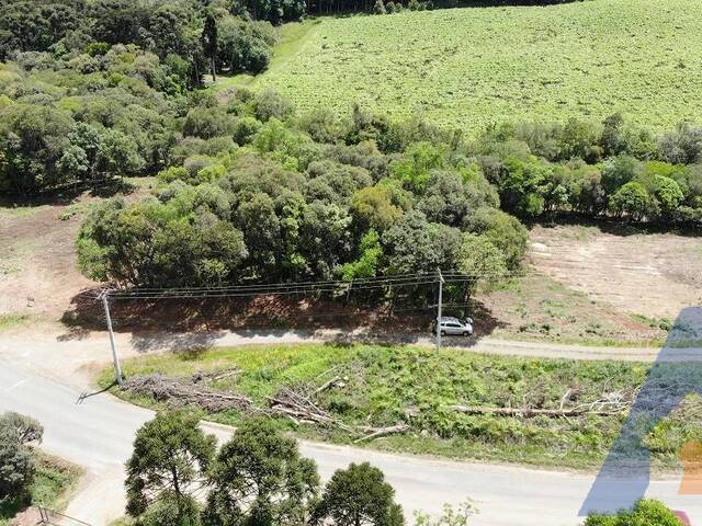 Chácara para Venda em Flores da Cunha - 5