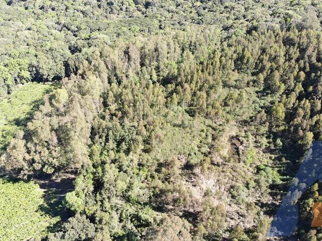 #361 - Chácara para Venda em Flores da Cunha - RS - 2