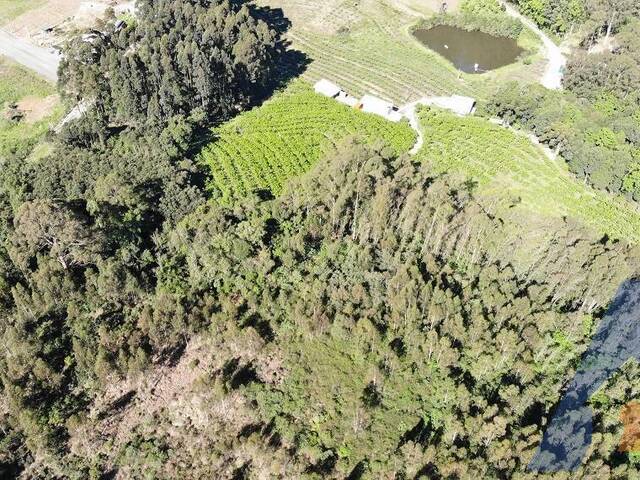 Chácara para Venda em Flores da Cunha - 4
