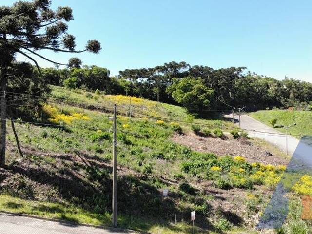 #366 - Terreno para Venda em Flores da Cunha - RS - 1
