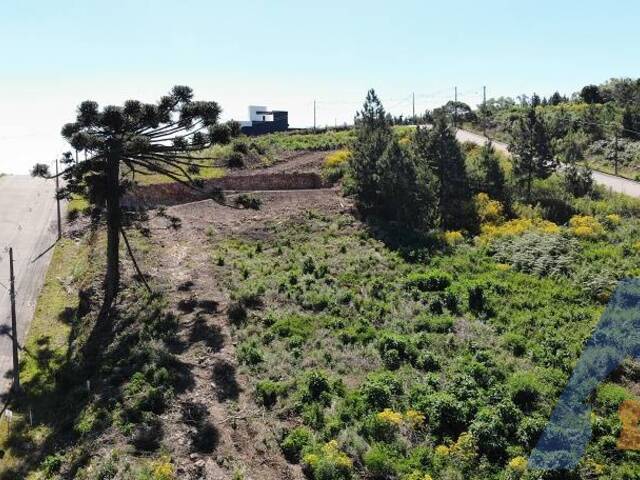 #366 - Terreno para Venda em Flores da Cunha - RS - 2