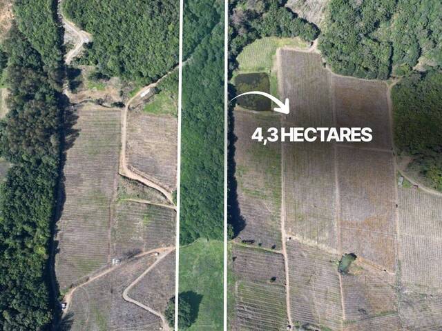 #341 - Chácara para Venda em Flores da Cunha - RS - 2