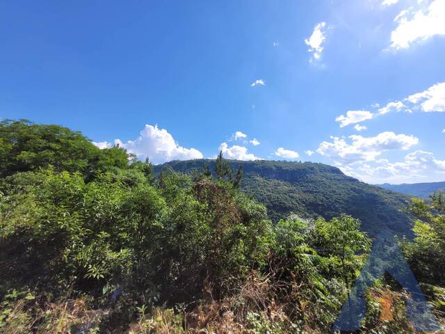 #369 - Chácara para Venda em Flores da Cunha - RS - 3