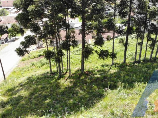 Venda em Vindima - Flores da Cunha