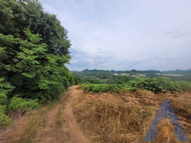 #372 - Chácara para Venda em Flores da Cunha - RS - 3