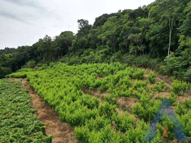 #372 - Chácara para Venda em Flores da Cunha - RS - 1