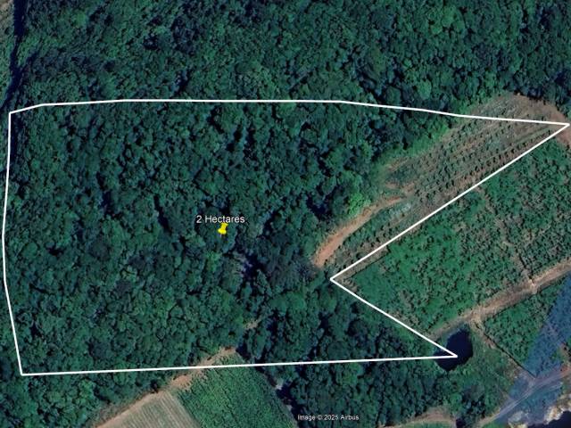 #372 - Chácara para Venda em Flores da Cunha - RS - 2