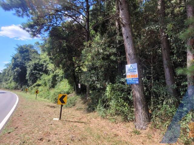 #392 - Chácara para Venda em Flores da Cunha - RS - 2