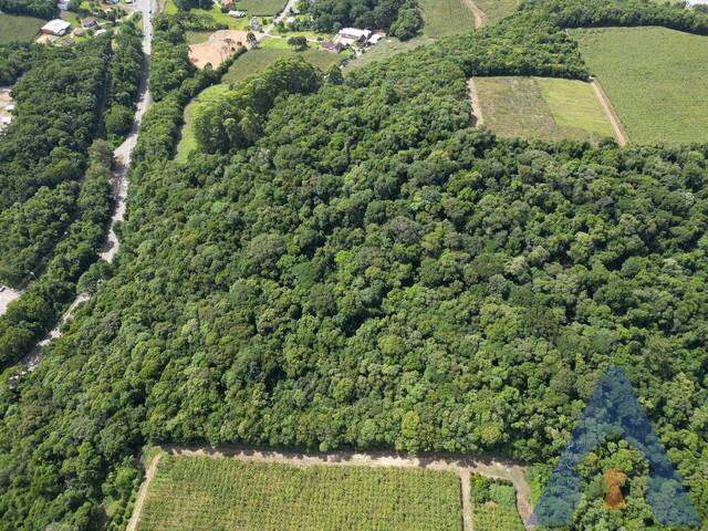 #392 - Chácara para Venda em Flores da Cunha - RS - 3