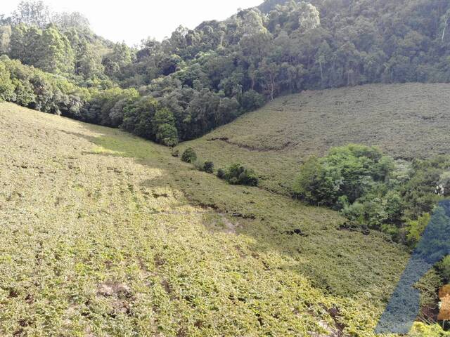 #394 - Chácara para Venda em Flores da Cunha - RS - 2