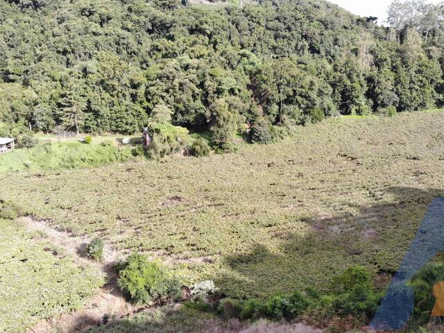 #394 - Chácara para Venda em Flores da Cunha - RS - 3