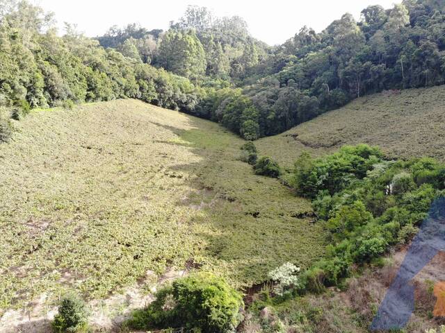 Chácara para Venda em Flores da Cunha - 4