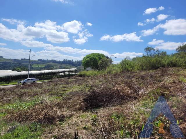Terreno para Venda em Flores da Cunha - 4