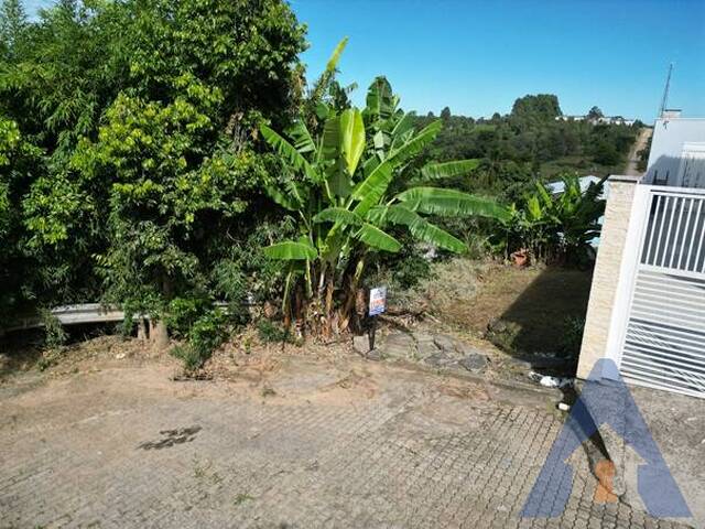 #65 - Terreno para Venda em Flores da Cunha - RS - 2