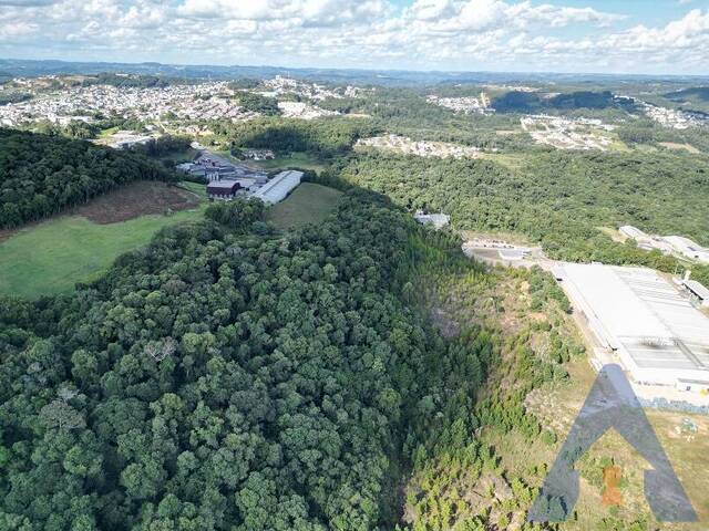 #413 - Chácara para Venda em Flores da Cunha - RS - 1