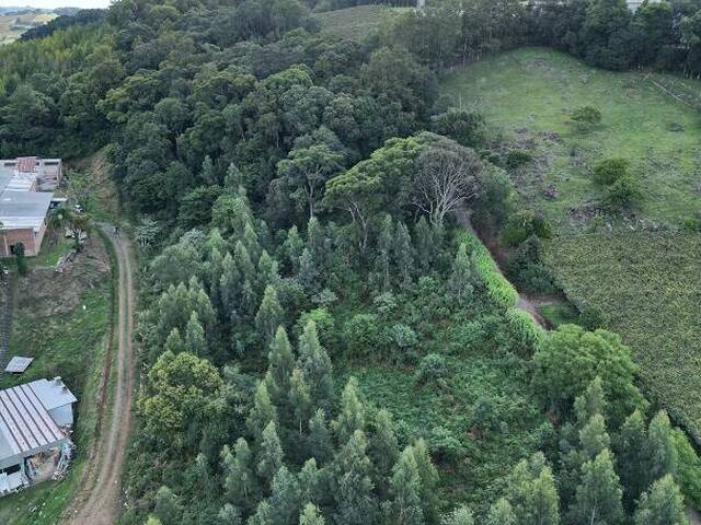 Chácara para Venda em Flores da Cunha - 5