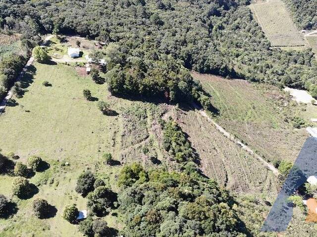Chácara para Venda em Flores da Cunha - 4