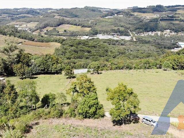 Chácara para Venda em Flores da Cunha - 5