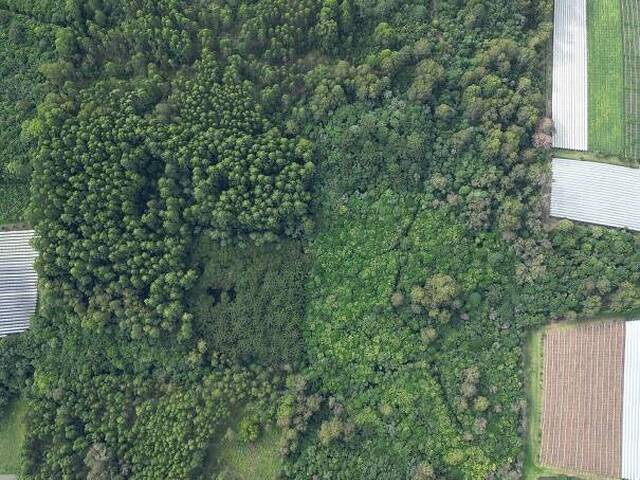 #418 - Chácara para Venda em Farroupilha - RS - 3