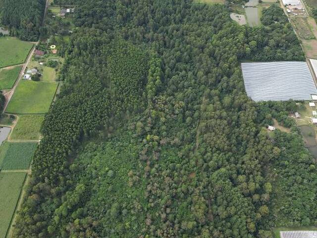 Chácara para Venda em Farroupilha - 4