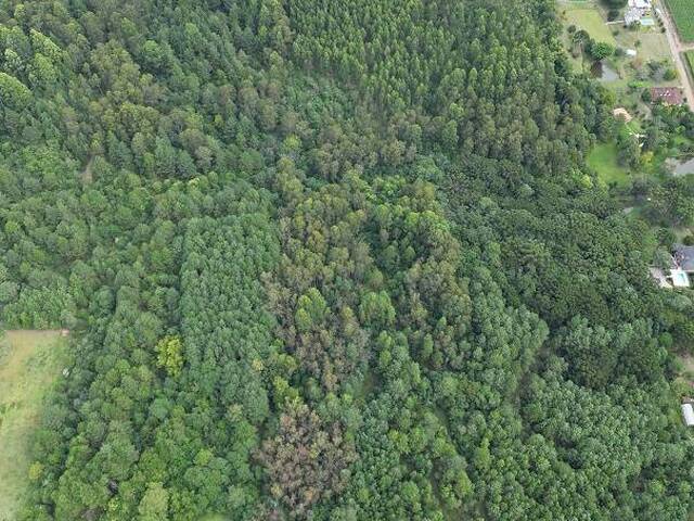 Chácara para Venda em Farroupilha - 5