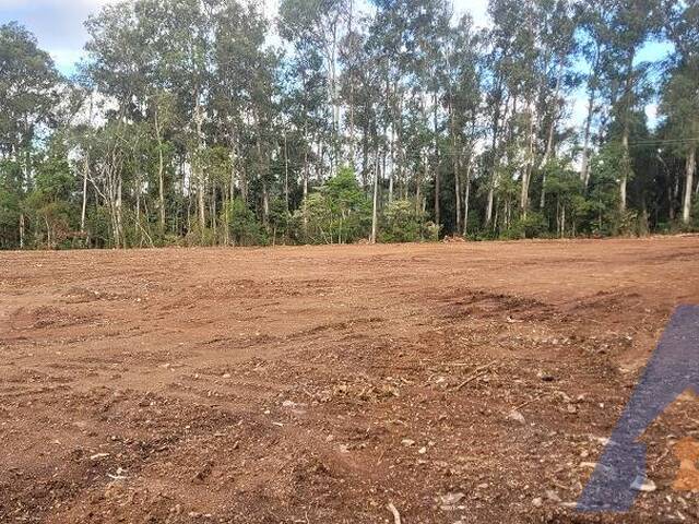 #327 - Chácara para Venda em Flores da Cunha - RS - 2