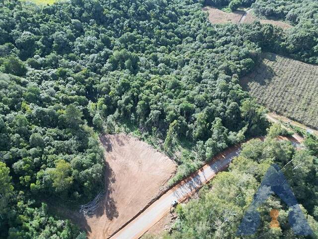 #327 - Chácara para Venda em Flores da Cunha - RS - 1
